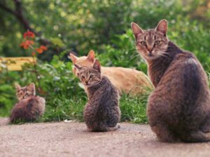 gattini in un giardino