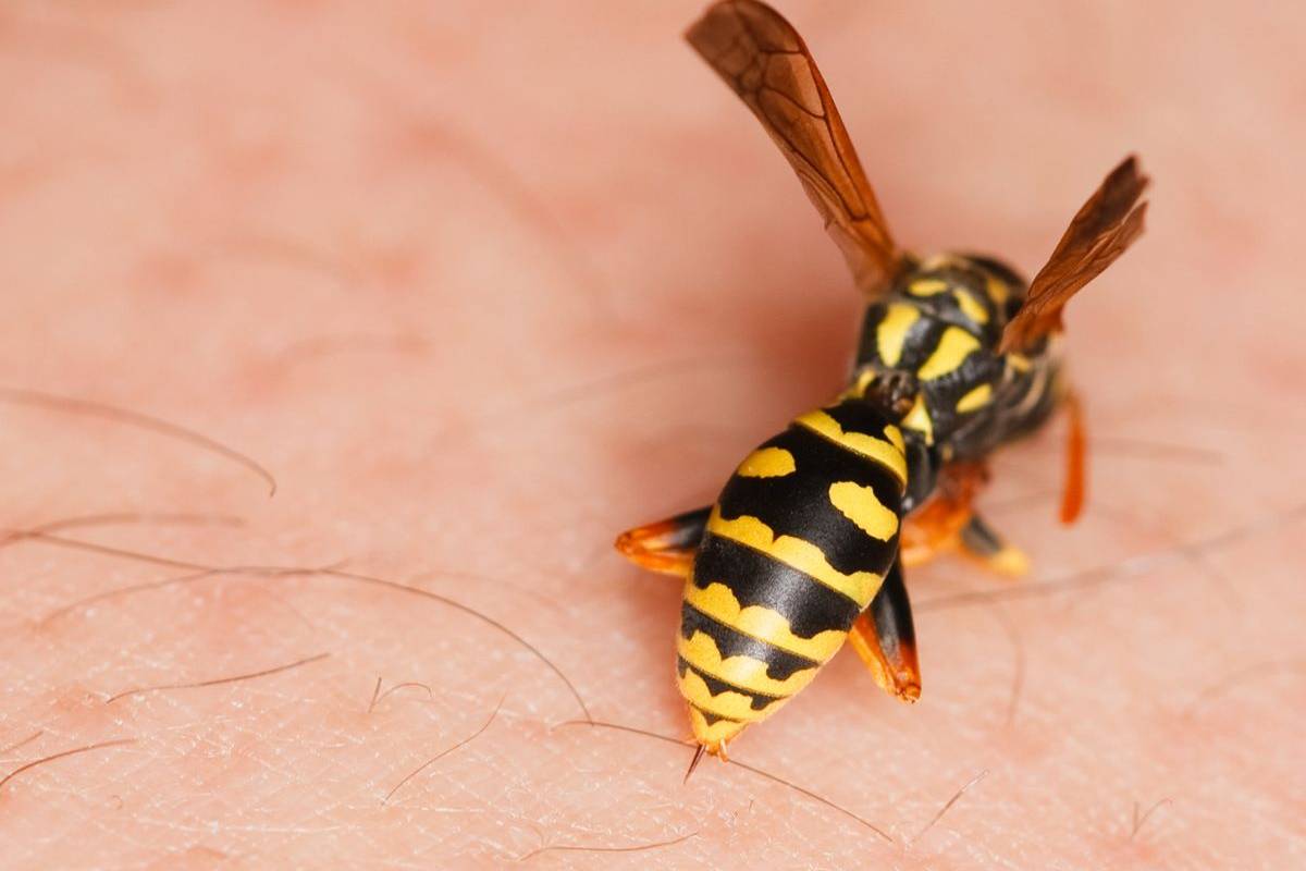 vespa posata sulla pelle