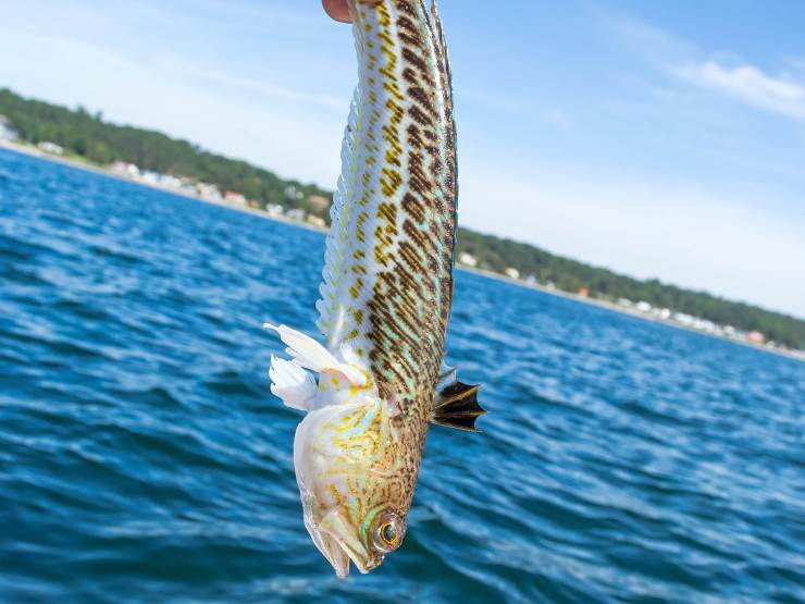 pesce tracina con mare sullo sfondo