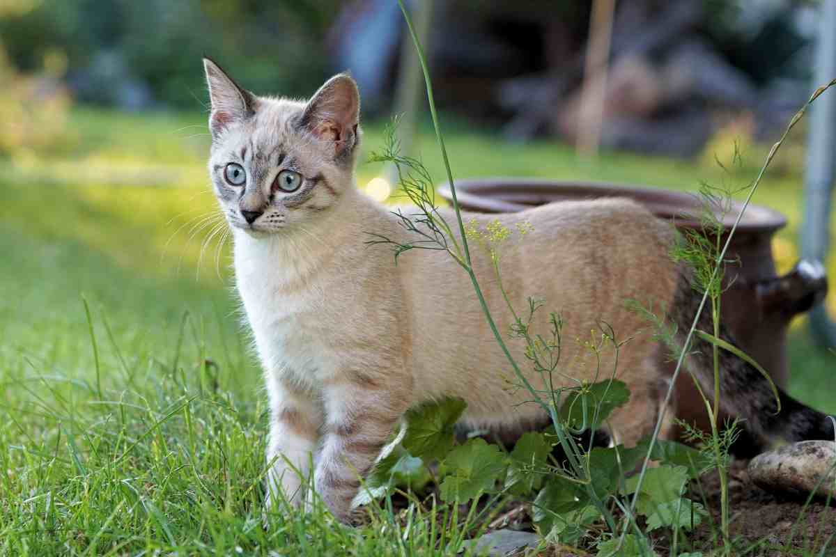 gatto in un giardino